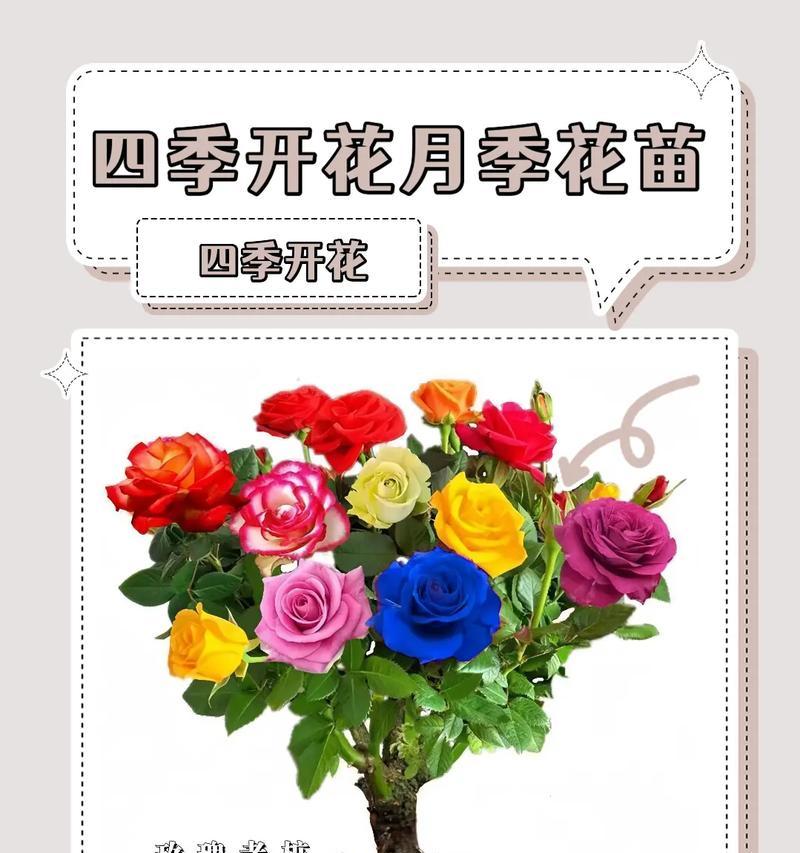 男友送玫瑰花有何特别含义？