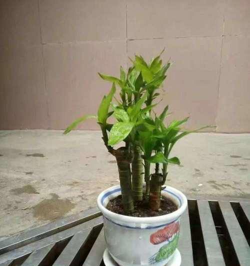 鲜花向日葵君子兰的养护技巧是什么？如何保持其健康生长？