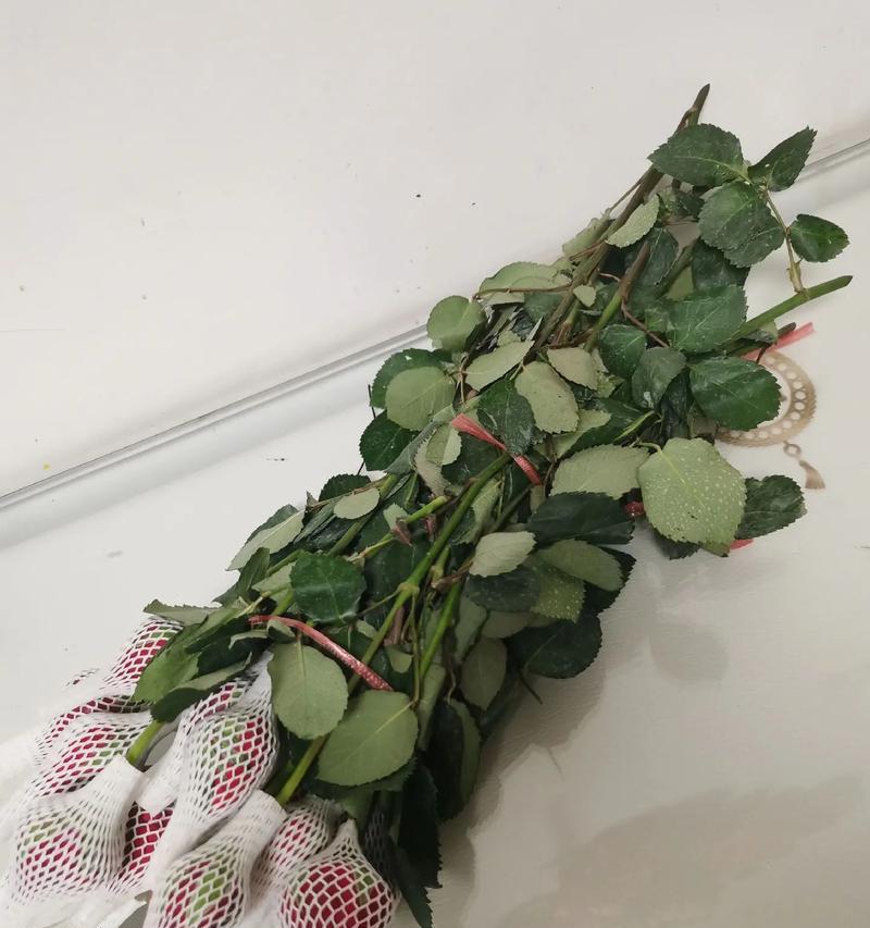 玫瑰花短了怎么插花瓶里？如何巧妙地插花以延长观赏期？