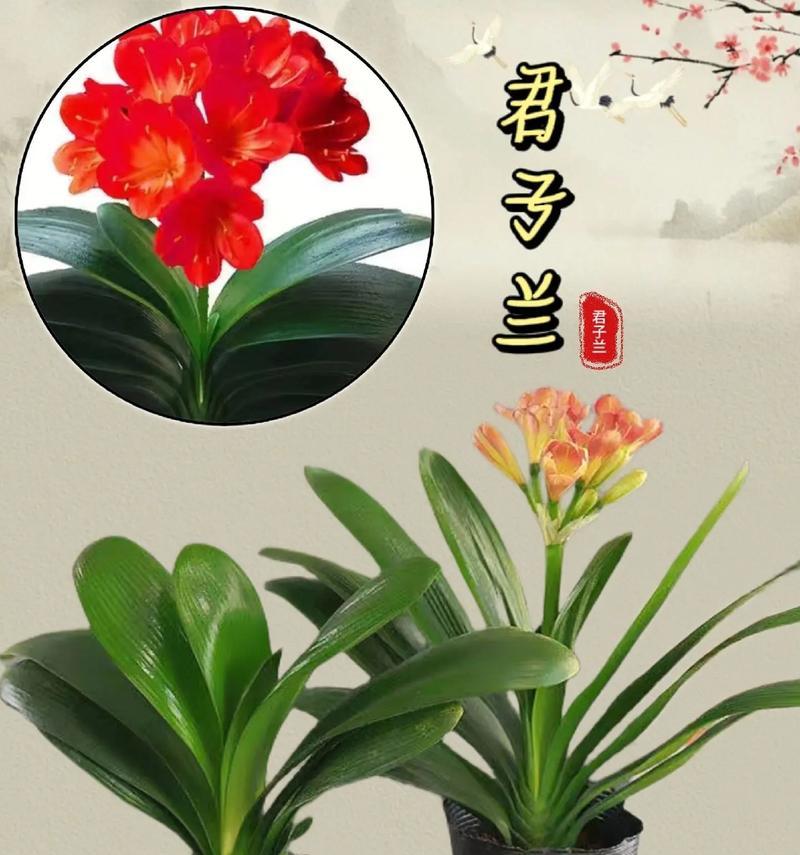 如何挑选开花盆景君子兰？