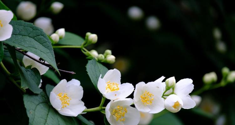 白百合的花语暗示有哪些？如何表达爱意？