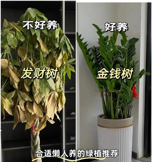 新买的仙人掌需要修剪吗？正确的处理方法是什么？