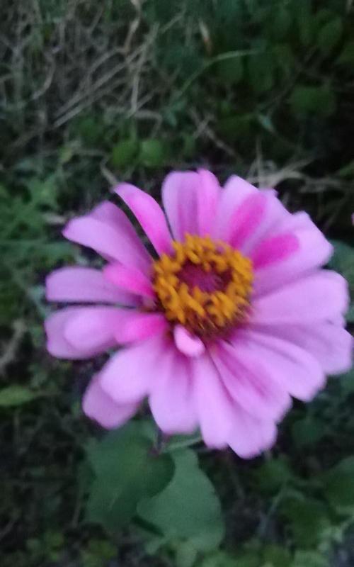 冬茅草的花语有何特殊含义？