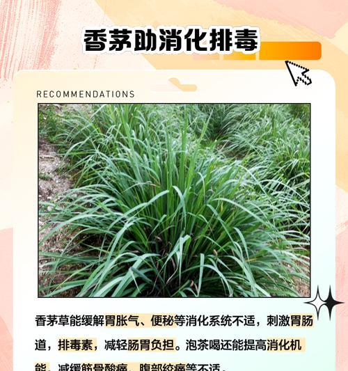 冬茅草的花语有何特殊含义？