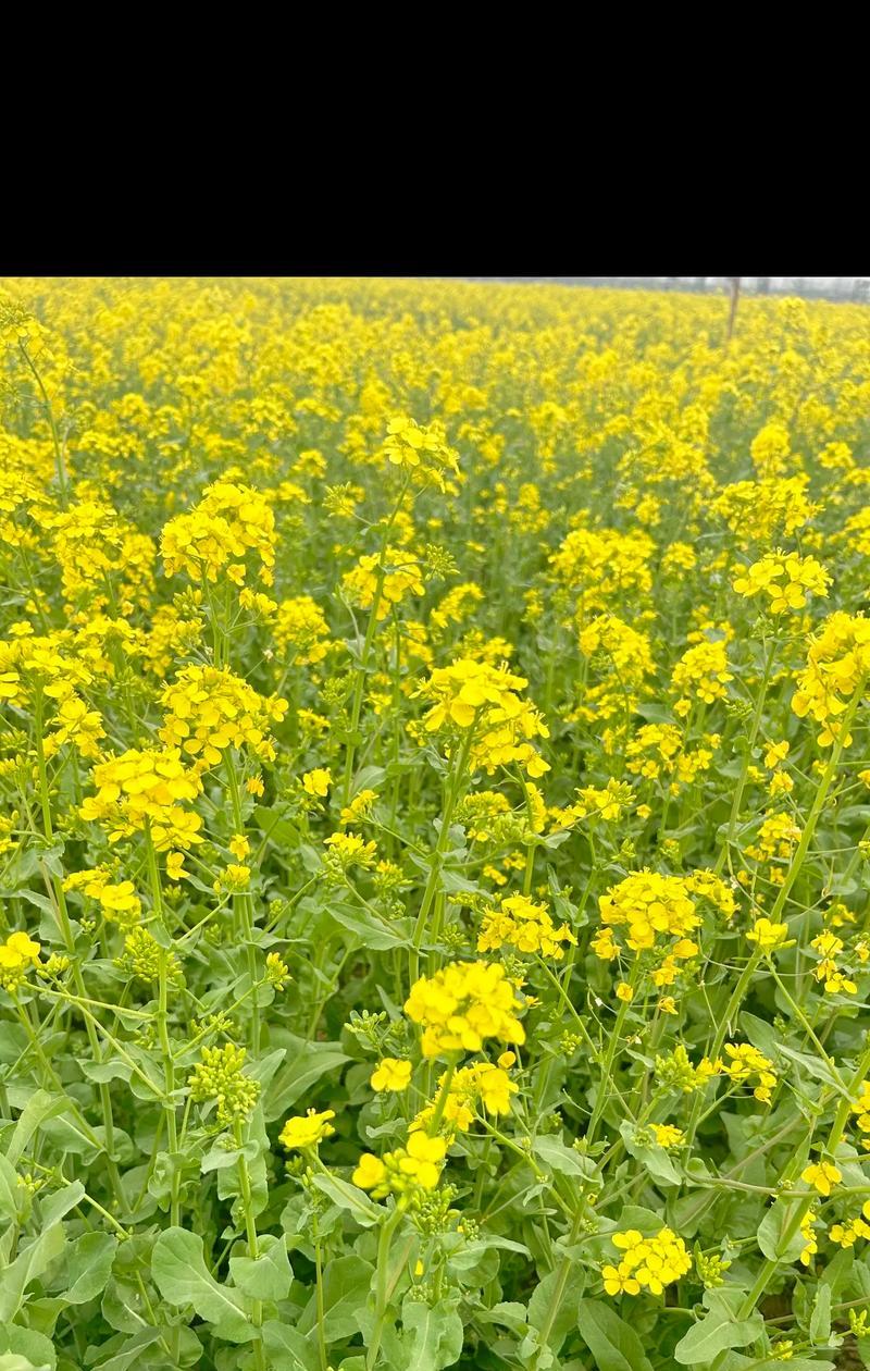 所有花都有特定的花语吗？代表了什么？