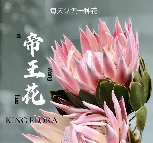 国花有钱花的花语是什么？