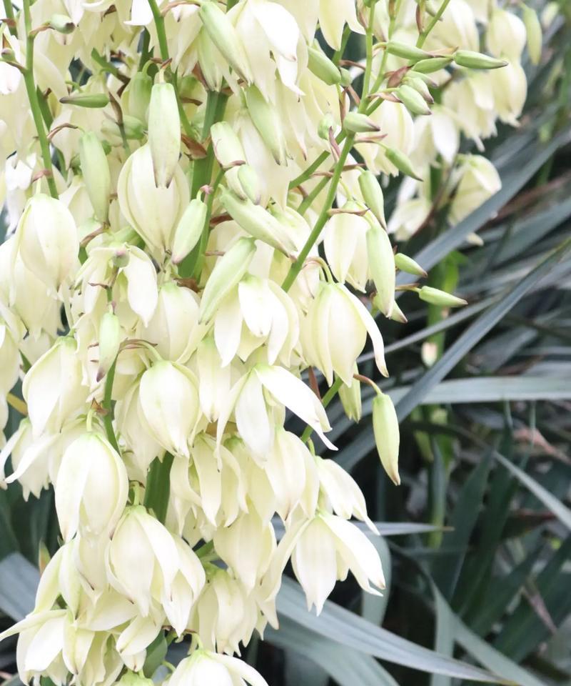 国花有钱花的花语是什么？