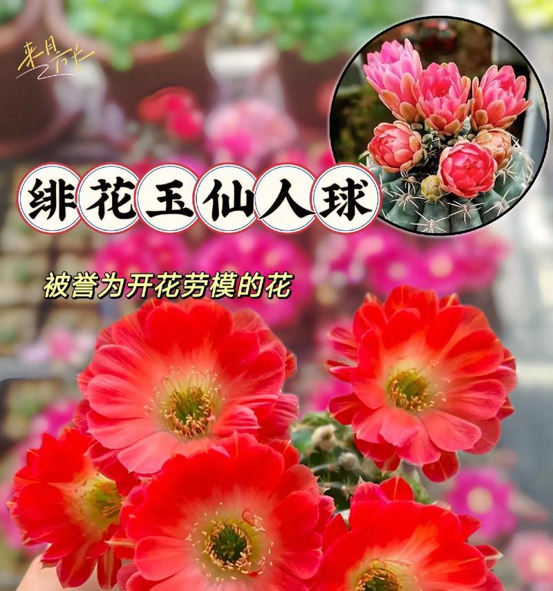 孔雀兰仙人球的养殖技巧有哪些？