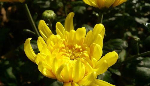 国花有钱花的花语是什么？