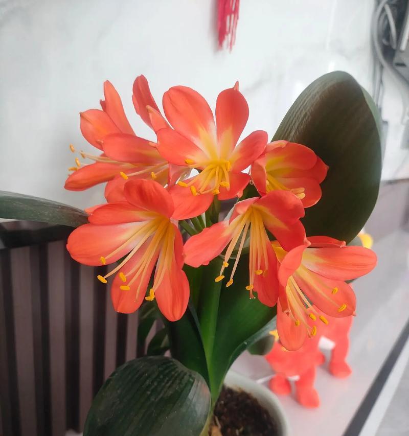 君子兰有十个花苞怎么回事？这是正常现象吗？