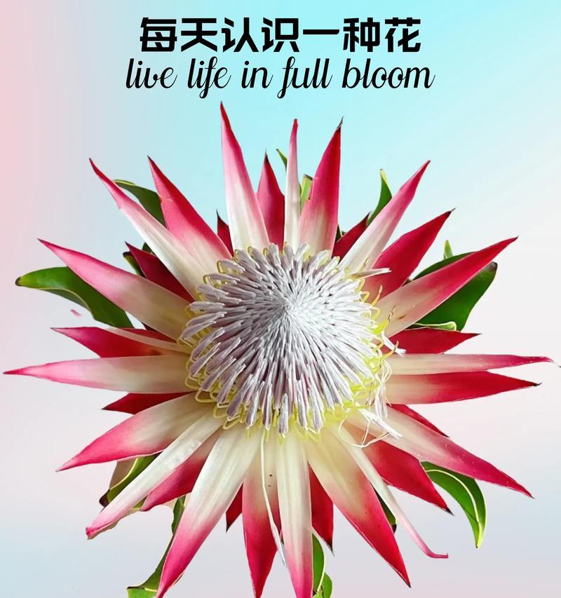 帝王花手捧鲜花寓意何在？