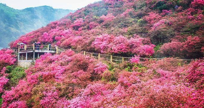 云雾的花语有何深意？云雾象征着什么？
