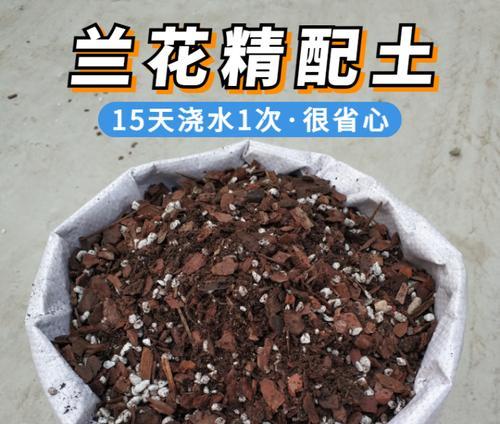 松树叶栽君子兰的方法是什么？