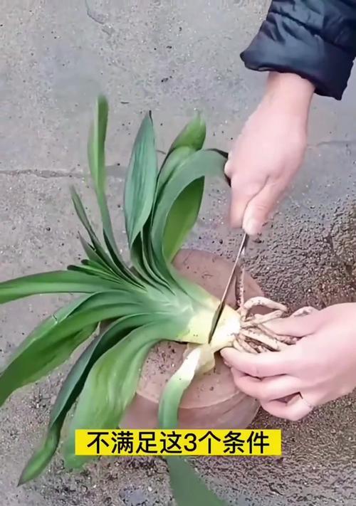 松树叶栽君子兰的方法是什么？