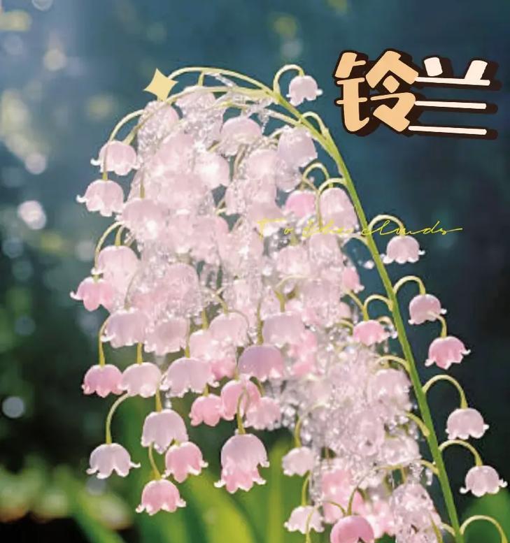 玫瑰和铃兰的花语有何不同？这两种花各自代表什么？