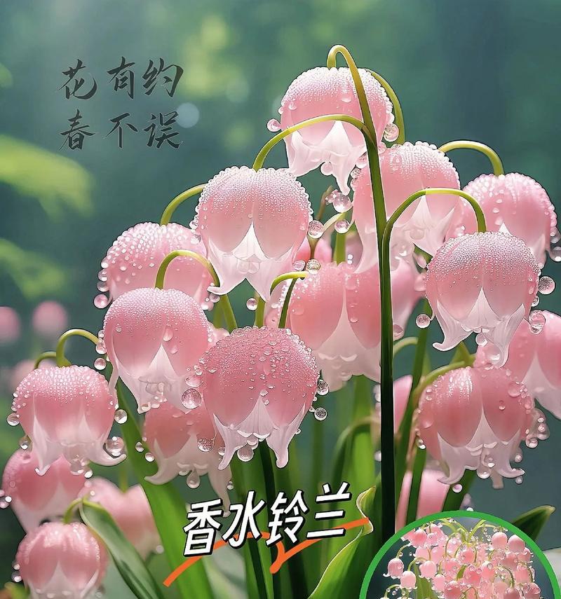 玫瑰和铃兰的花语有何不同？这两种花各自代表什么？