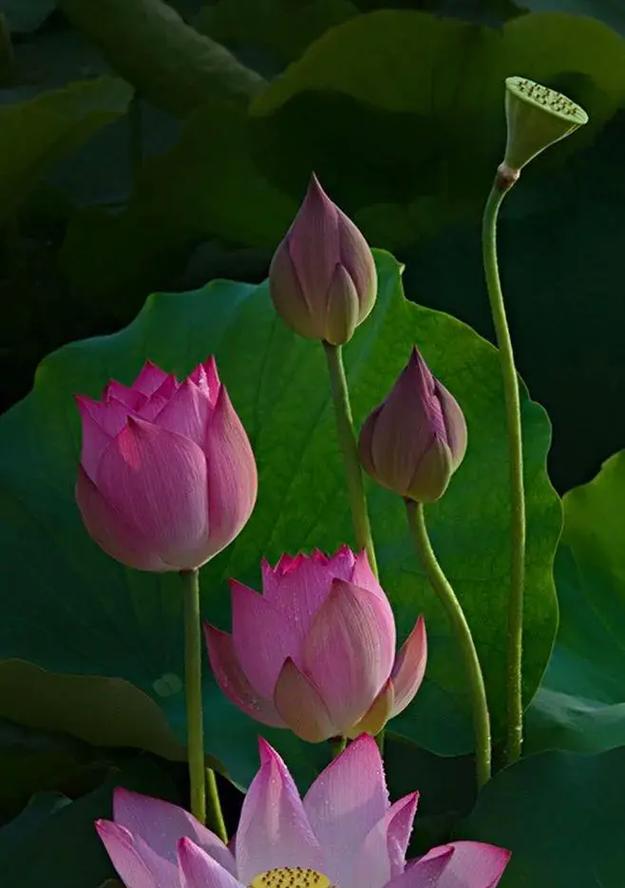 红串莲花的寓意和花语是什么？有哪些特别之处？