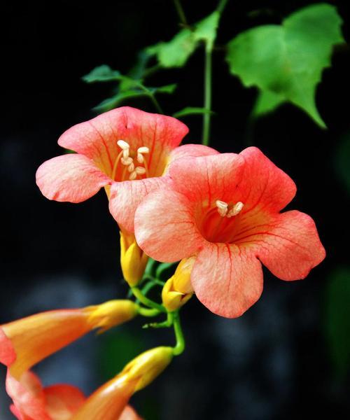 哪些花具有特别的意义？它们的花语又是什么？
