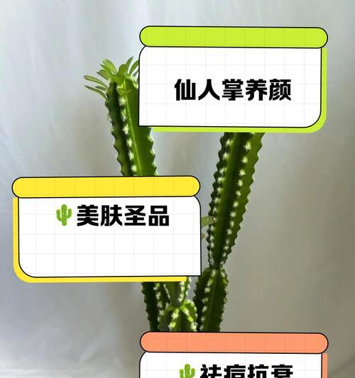 如何养护仙人掌使其寿命更长？有哪些秘诀？