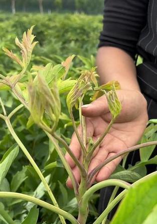 牡丹花春天发芽慢的原因是什么？如何促进其快速发芽？