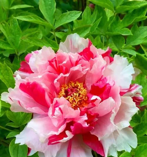 牡丹花春天发芽慢的原因是什么？如何促进其快速发芽？