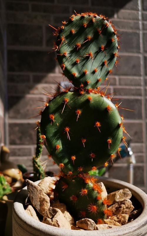 树状花仙人掌的种植步骤是什么？需要注意什么？