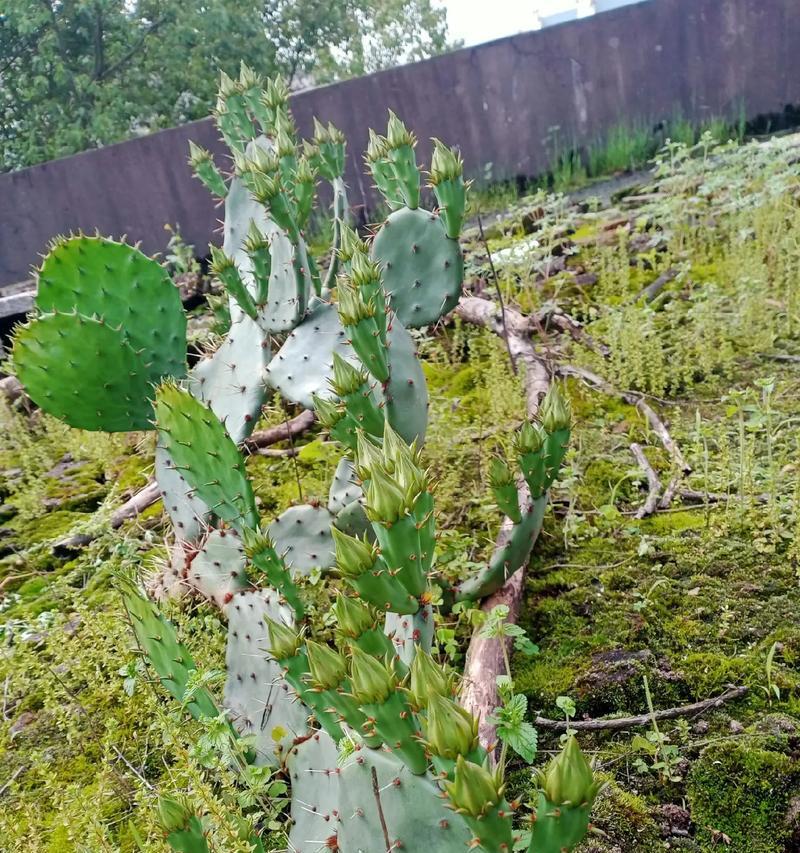 树状花仙人掌的种植步骤是什么？需要注意什么？
