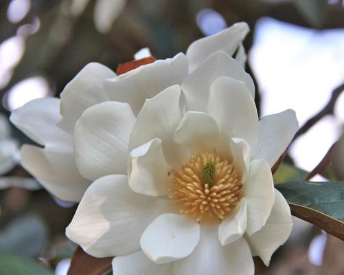 清纯和纯洁的花语是什么？哪种花象征着纯真？