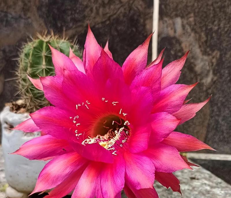 仙人球彩草开花花开完了怎么办？仙人球彩草开花后的养护方法是什么？
