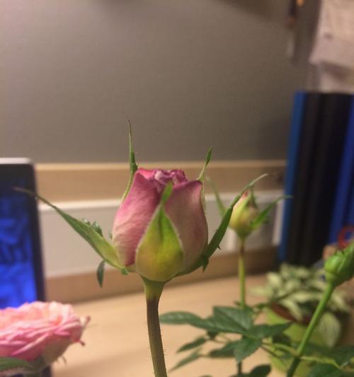 玫瑰花顶端花苞发黄了怎么办？