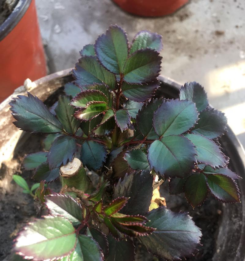 玫瑰花顶端花苞发黄了怎么办？