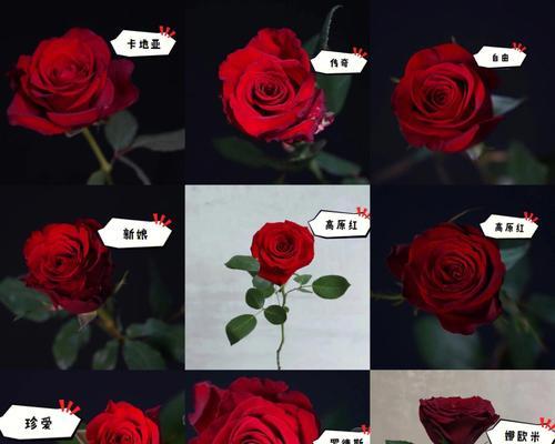 玫瑰花有哪些品种？各自的特性是什么？