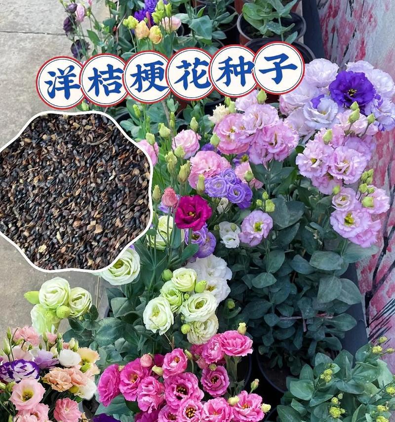 海滨玫瑰的花语具体是什么？
