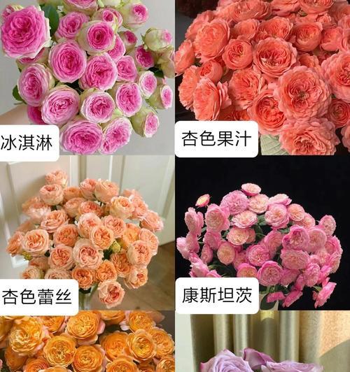 玫瑰花有哪些品种？各自的特性是什么？