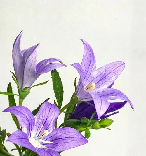 假期归来后送什么花表达情感？