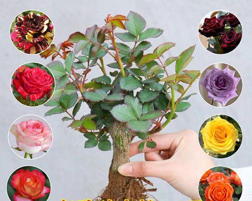 玫瑰花爬墙种植时肥料如何施用？有哪些施肥技巧？
