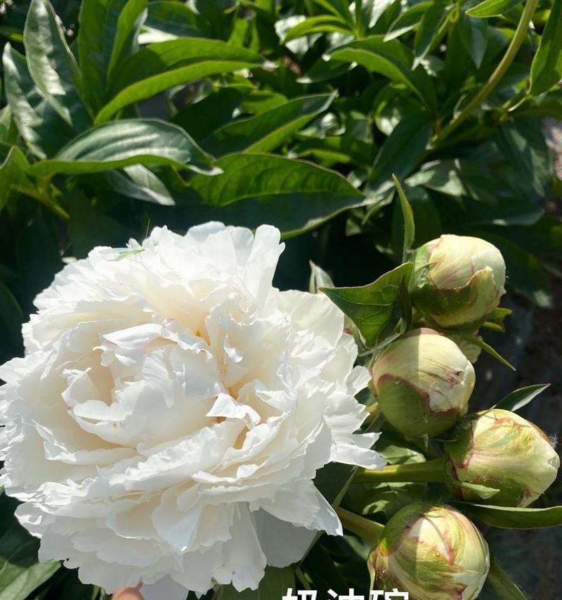 白色芍药的花语代表了什么？