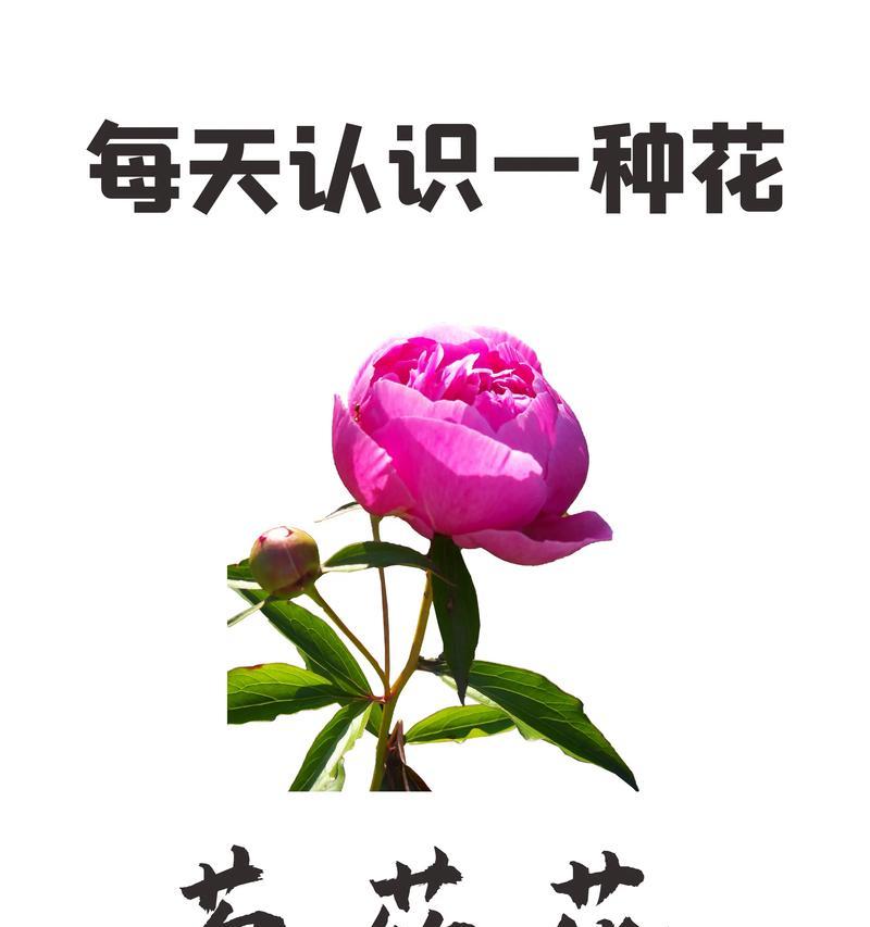 白色芍药的花语代表了什么？