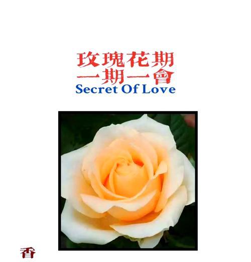 27朵香槟玫瑰的花语表达了什么？
