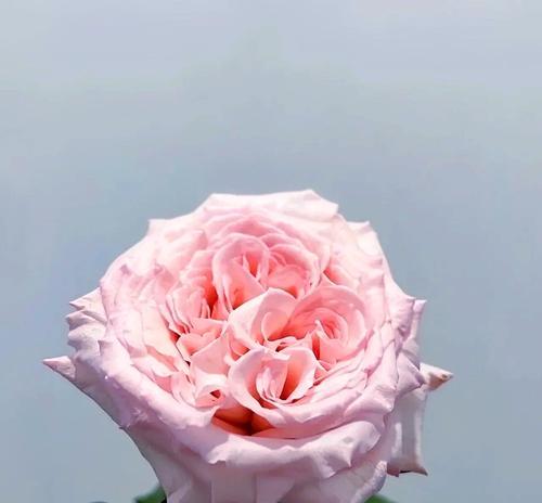 荔枝玫瑰的花语有何特殊含义？