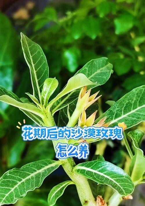 沙漠玫瑰花的养殖方法是什么？如何确保其健康生长？
