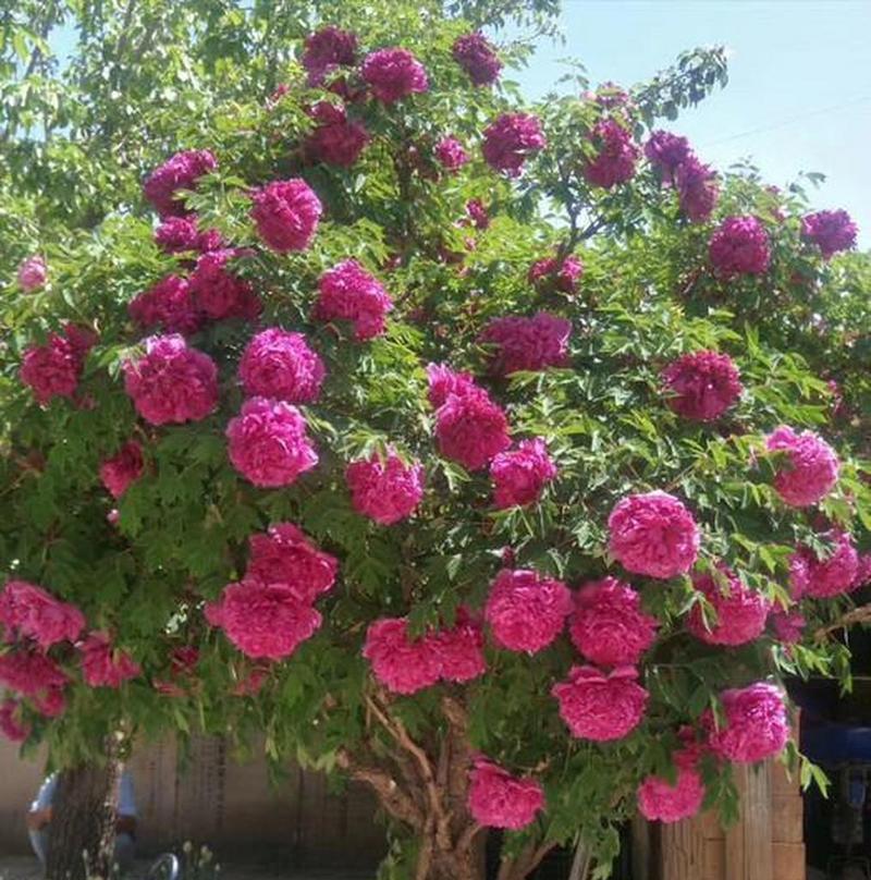 菏泽牡丹花树苗绿花的养护技巧有哪些？如何确保其健康成长？