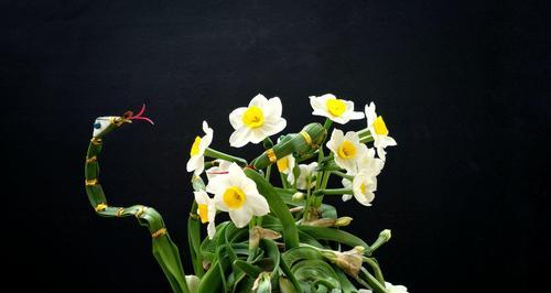 巨香的水仙花语是什么含义？水仙花代表什么？