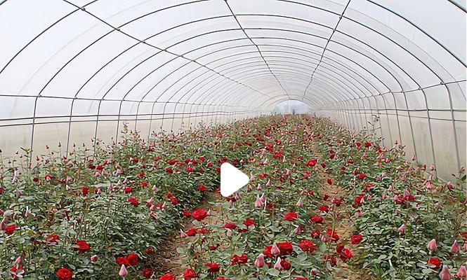 香玫瑰花适合种植在哪些地方？