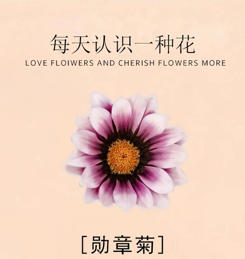 浅浅花语代表的花是哪一种？