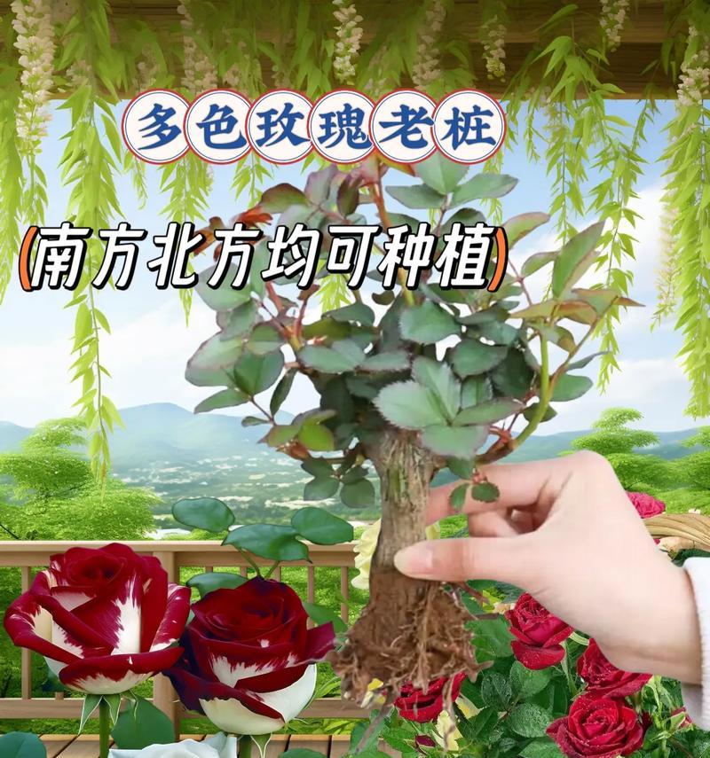 香玫瑰花适合种植在哪些地方？