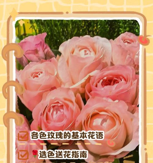 情人节应该送哪种颜色的玫瑰花？每种颜色的花语是什么？