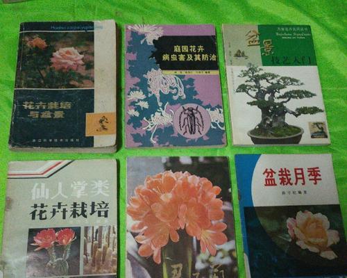 千叶仙人掌怎么扦插？君子兰一片叶用什么土养殖？