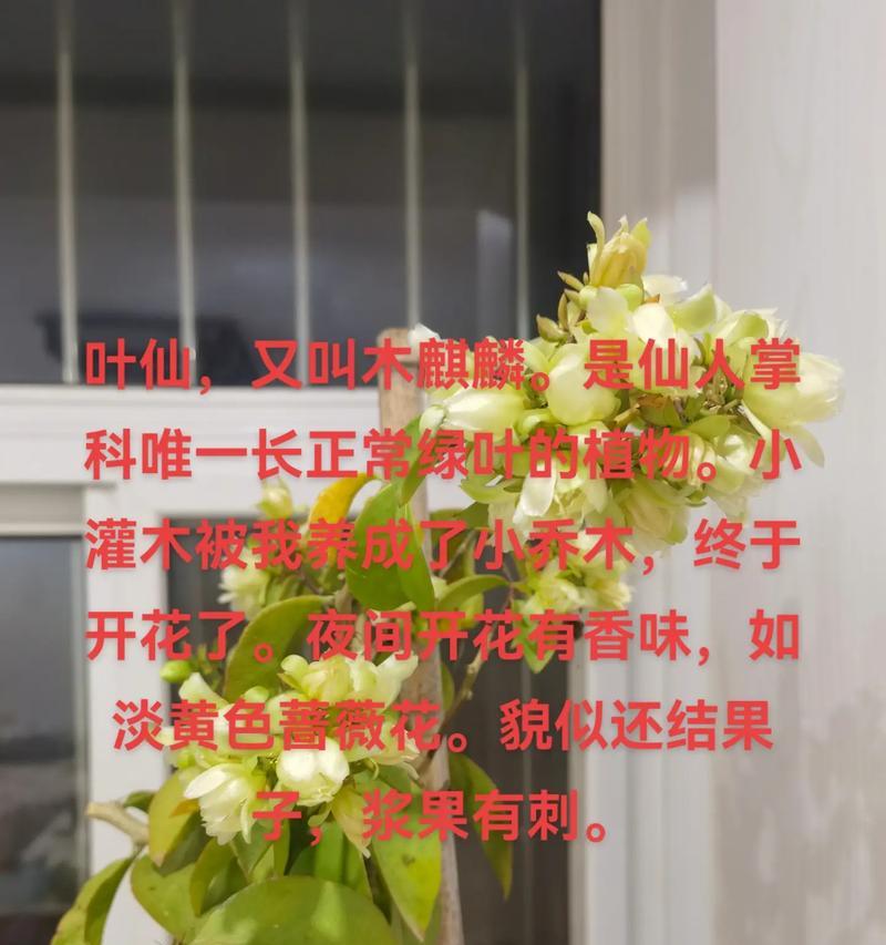 麒麟仙人掌盆景的养护技巧有哪些？如何养护麒麟仙人掌盆景？