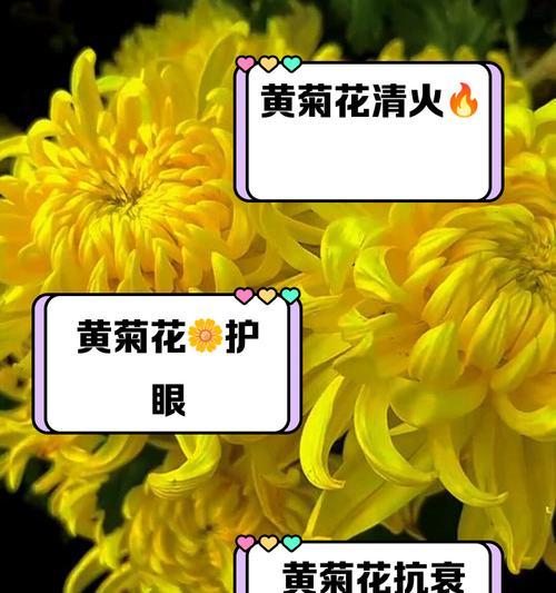 橘色菊花的花语有哪些含义？它在文化中扮演什么角色？